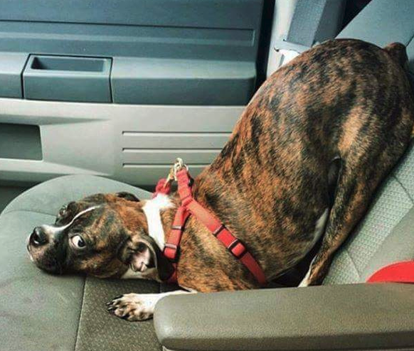 Hund im Auto funny
Cute News
https://imgur.com/gallery/QYEbv