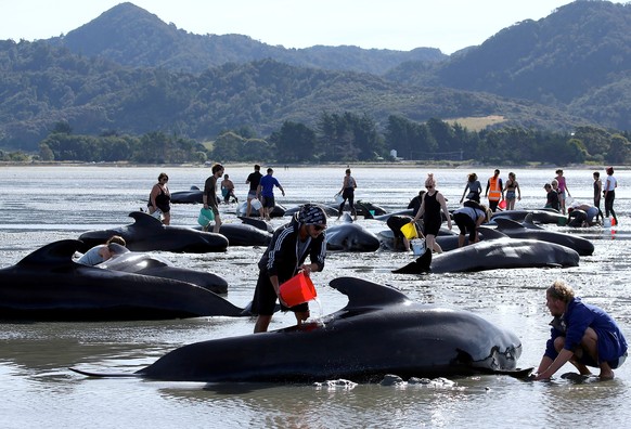 Volunteers try to assist some more stranded pilot whales that came to shore in the afternoon after one of the country&#039;s largest recorded mass whale strandings, in Golden Bay, at the top of New Ze ...