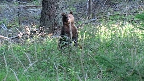 Wer wie hier im Trentino im Wald einem jungen Bären begegnet, soll sich den herzigen Kerlchen auf keinen Fall nähern, sondern sich ruhig in die Richtung zurückziehen, aus der man gekommen ist. So lass ...