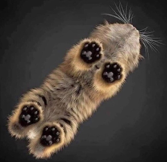 Du bist nicht allein! Hier kommen 25 Tiere, die arbeiten müssen\nFür die Pfötli-Fans unter euch: Chatzli von unten