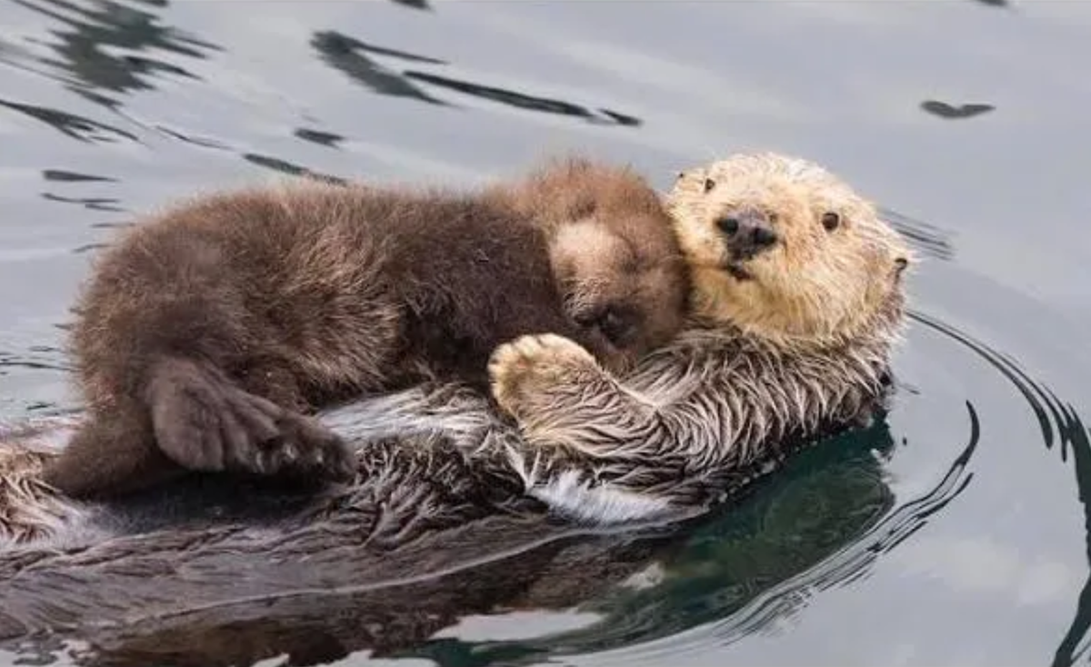 Otter Mami mit Baby

https://www.threads.com/share/BBOBuVtlCN/