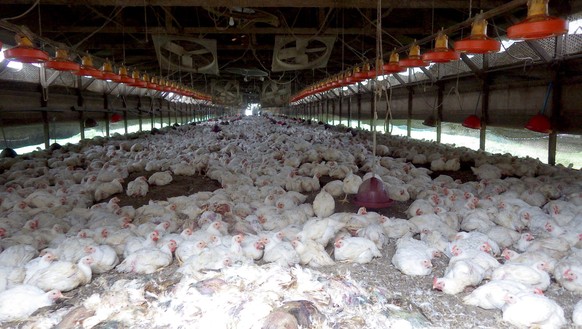 Bereits 2014 mussten die japanischen Behörden hunderttausende Hühner schlachten.