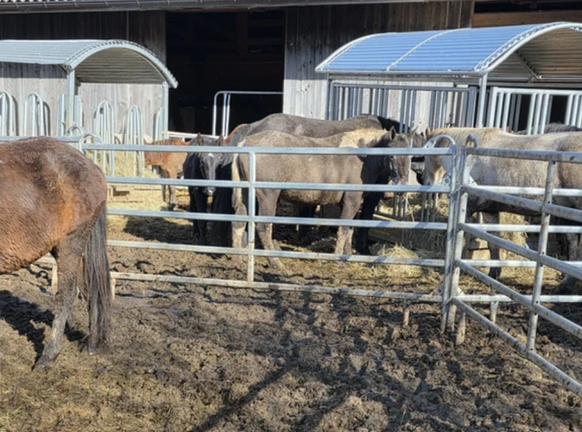 35 der insgesamt 43 Pferde sollen versteigert werden.