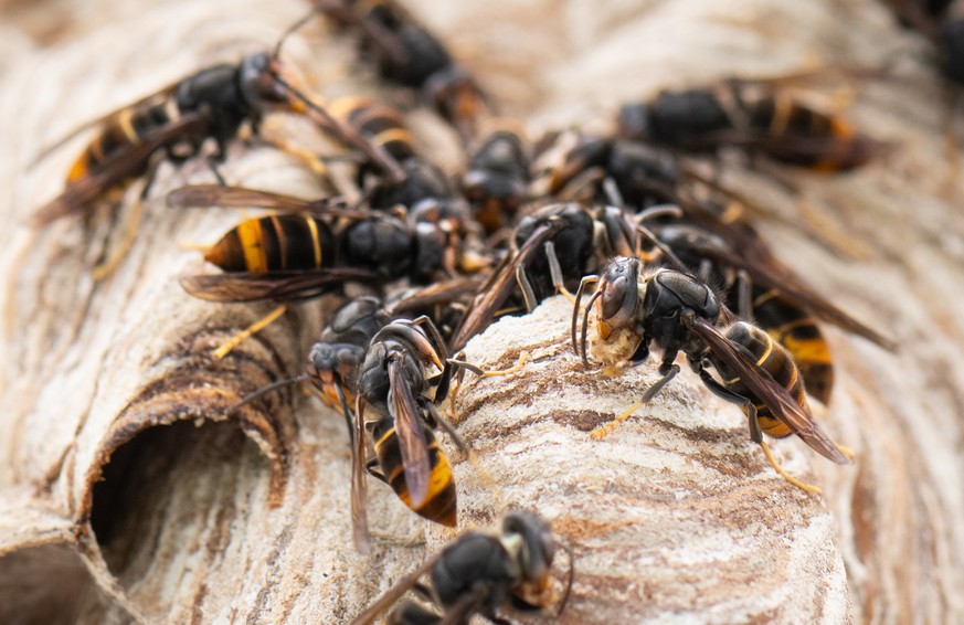 PRODUKTION - 09.08.2024, Hessen, Maintal: Asiatische Hornissen sitzen auf ihrem Nest. Die Asiatische Hornisse gilt als invasive Art, ihre Stiche sind deutlich schmerzhafter als die heimischer Insekten ...