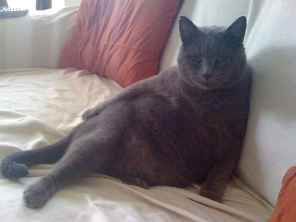 verführerische Katze
http://1funny.com/wp-content/uploads/2012/04/seductive-cat.jpg