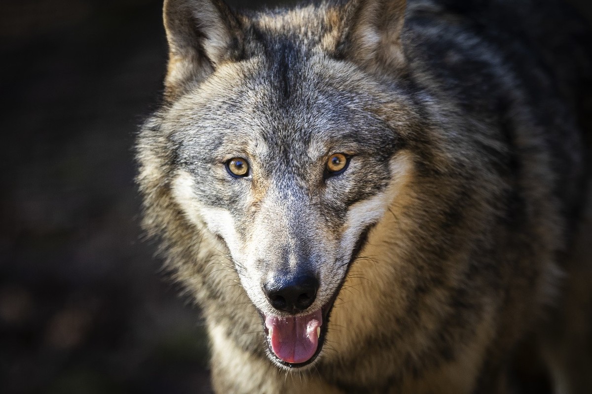 Ein Wolf im Wildpark Bruderhaus, aufgenommen am Montag, 5. Februar 2024 in Winterthur. (KEYSTONE/Michael Buholzer)