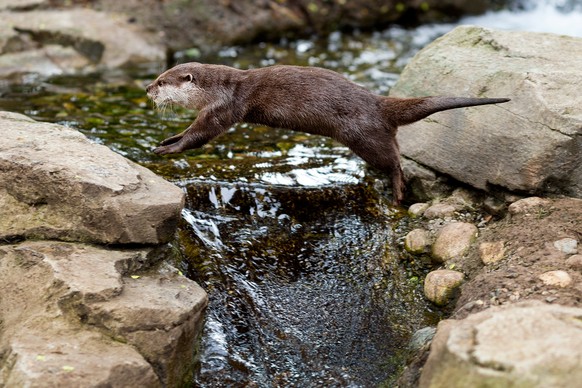 Four Asian small-clawed otter pups, born in January, join their family to play, tumble and tussle at their public debut Thursday, April 24, 2014, at Woodland Park Zoo in Seattle, Wash. (AP Photo/seatt ...