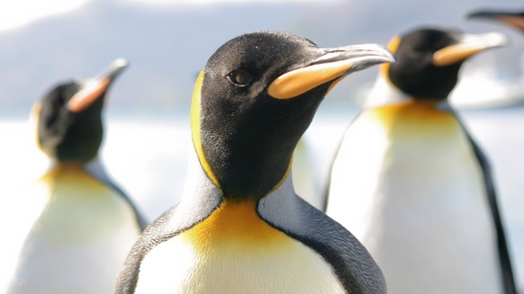 Kaiserpinguine