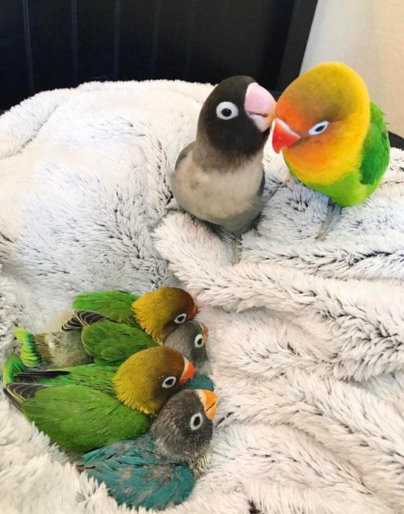 cute news animal tier vogel bird

https://imgur.com/gallery/rRAwgT7