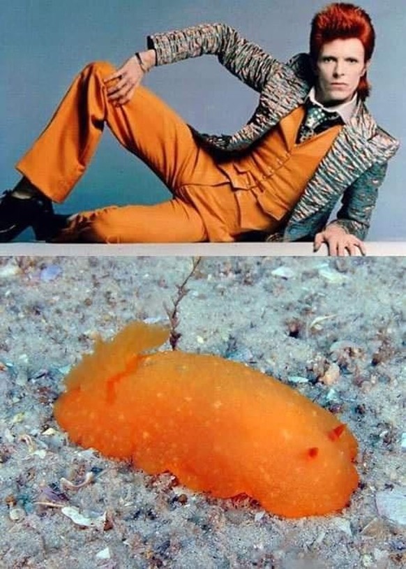 David Boewi vs Nackschneckee