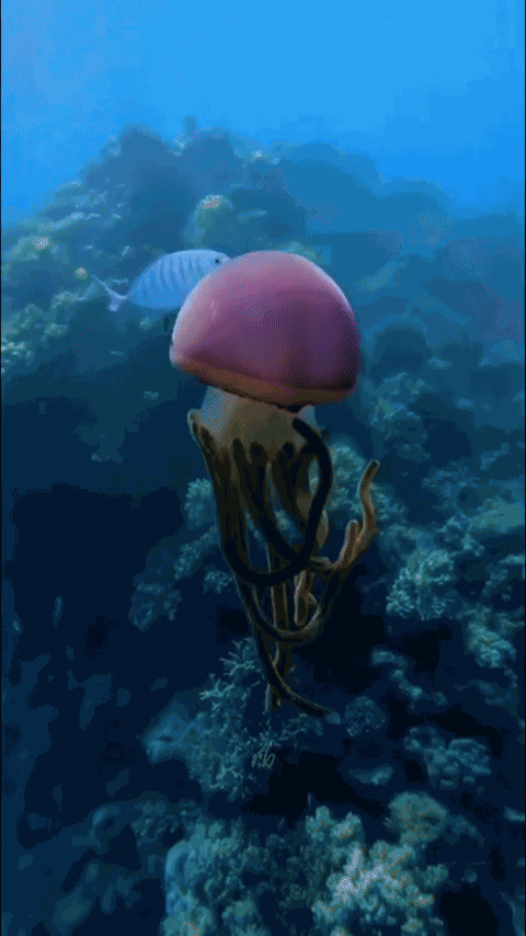Animiertes GIF