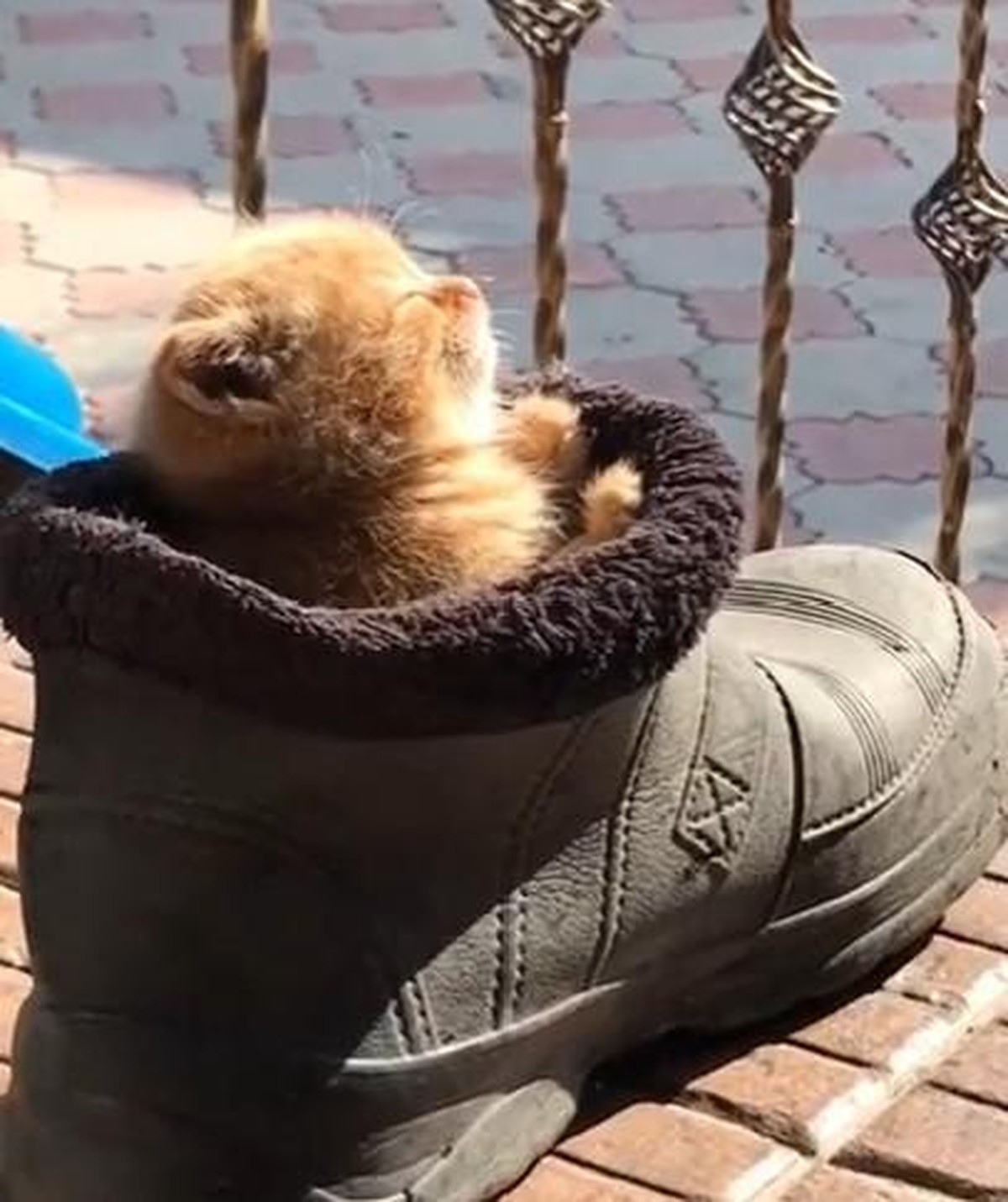 cute news animal tier katze

https://www.reddit.com/r/cats/comments/sckkke/i_think_the_cat_is_comfortable/