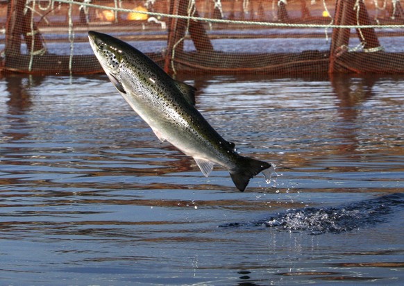 FILE - In this Oct. 11, 2008 file photo, an Atlantic salmon leaps out of the water at a Cooke Aquaculture farm pen near Eastport, Maine. President Donald Trump is hoping to dramatically upscale aquacu ...