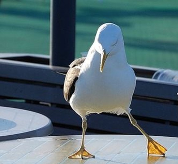 Möwe mit Bier
https://www.pinterest.co.uk/pin/424323596112338859/