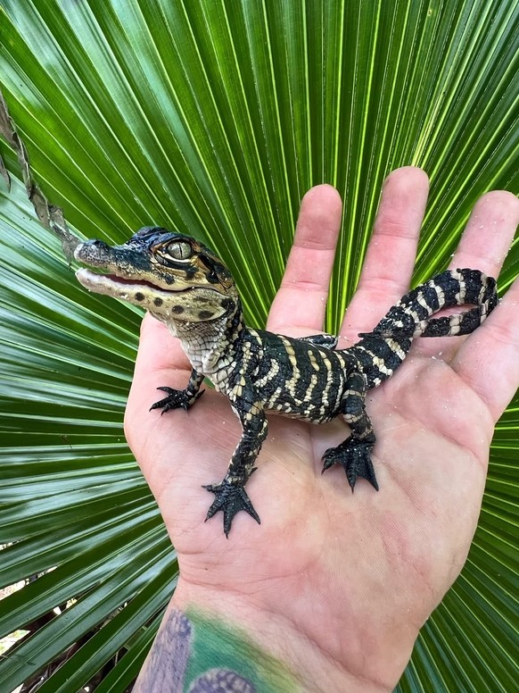 Cute News: Baby Alligator