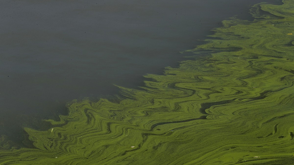 FILE - Algae floats on the surface of Lake Erie's Maumee Bay in Oregon, Ohio, Sept. 15, 2017. The Great Lakes have endured a lot the past century, from supersized algae blobs to invasive mussels  ...