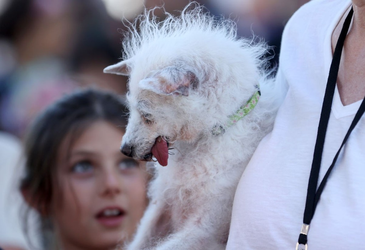 PETALUMA, CALIFORNIA - JUNE 21: A dog named Daisy Mae looks on during the World's Ugliest Dog contest at the Marin-Sonoma County Fair on June 21, 2024 in Petaluma, California. A Pekingese dog nam ...