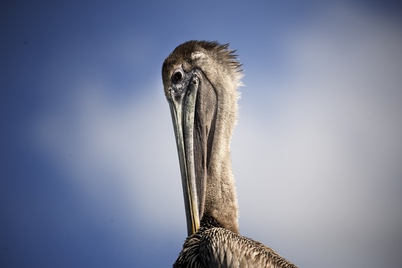 JAHRESRUECKBLICK 2015 - FEATURES - A pelican sits in the sun at Miami&#039;s Pelican Harbor Seabird Station, Tuesday, Feb. 3, 2015. Teresa Sepetuac, rehabilitation manager, reports 75percent of the se ...
