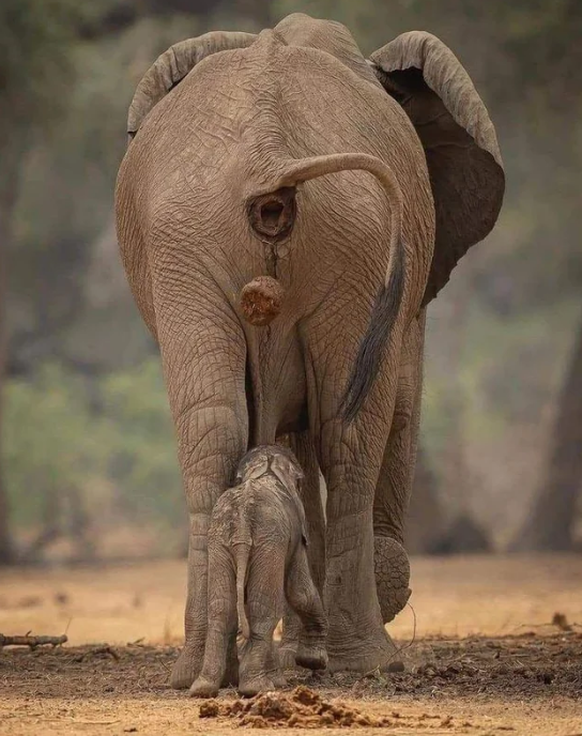 cute news tier elefant

https://www.reddit.com/r/funny/comments/1535xz7/moments_before_disaster_plopped/