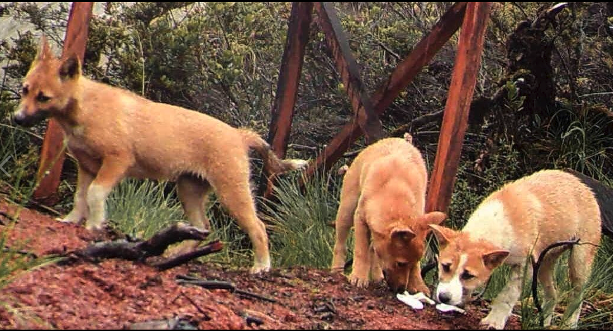 In der Wildnis lebende Neuguinea-Dingos, aufgenommen von Fotofallen. Dem Forscher James "Mac" McIntyre gelang im September 2016 als Erstem ein definitiver Nachweis, dass die ausgestorben geg ...
