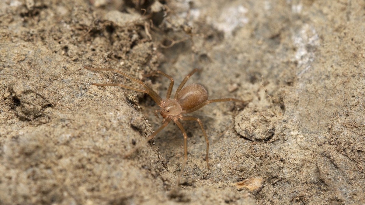 Morsure d'une araignée recluse brune à Majorque