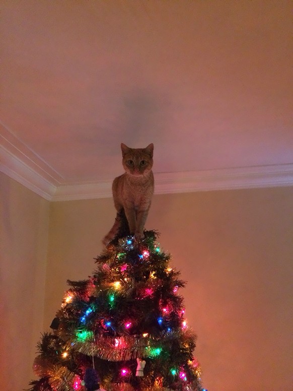 Weihnachtsbaum katzensicher machen: Die 5 besten Tipps