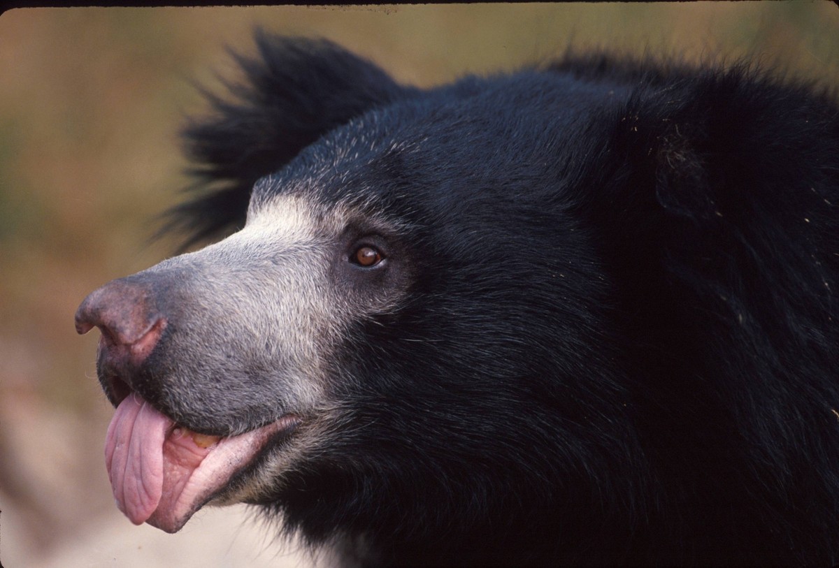 Bear Sloth Bear Bear Sloth Bear MELURSUS URSINUS INORNATUS Bear Sloth Bear Bear Sloth Bear MELURSUS URSINUS INORNATUS, Credit:JOHN GIUSTINA / Avalon PUBLICATIONxNOTxINxUKxFRAxUSA Copyright: xJOHNxGIUS ...