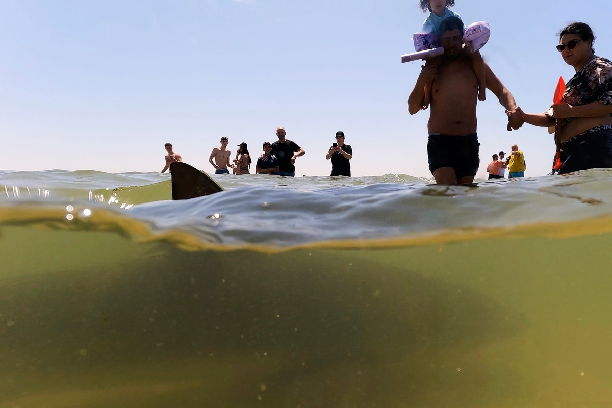 A shark swims past people in Mediterranean Sea in Hadera, Israel, Saturday, April 19, 2025. (AP Photo/Ariel Schalit)
APTOPIX Israel Daily Life