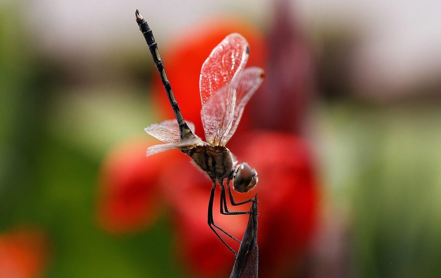 INDIEN NATUR LIBELLE
epa04206787 A Large White-faced Darter (Leucorrhinia pectoralis) rests on a flower in New Delhi, India, 15 May 2014. EPA/HARISH TYAGI