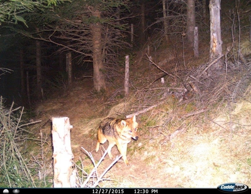 Am 27. Dezember 2015 war ein Goldschakal in der Surselva in eine Fotofalle geraten.