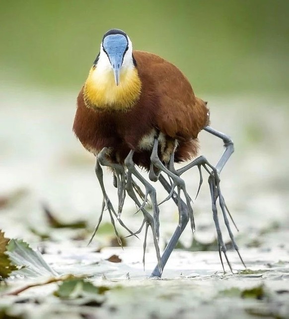 cute news tier vogel
https://imgur.com/gallery/anteater-QExCL0G