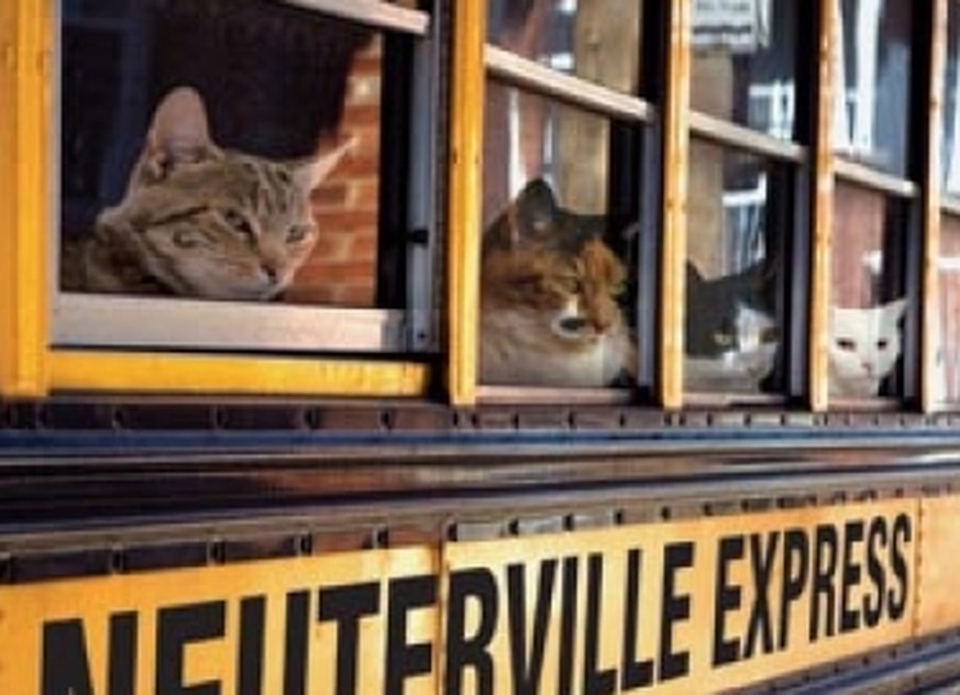 Rätsel der Woche: Wie viele Beine sind im Bus? Rechnet, liebe Katzenfreude! 