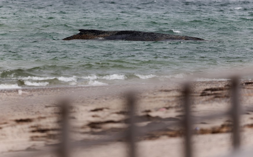 epa12848234 A beached whale lies in the water of the Baltic Sea near Niendorf harbor in Timmendorfer Strand, Germany, 25 March 2026. The humpback whale stranded in Lubeck Bay is stuck on a sandbank of ...