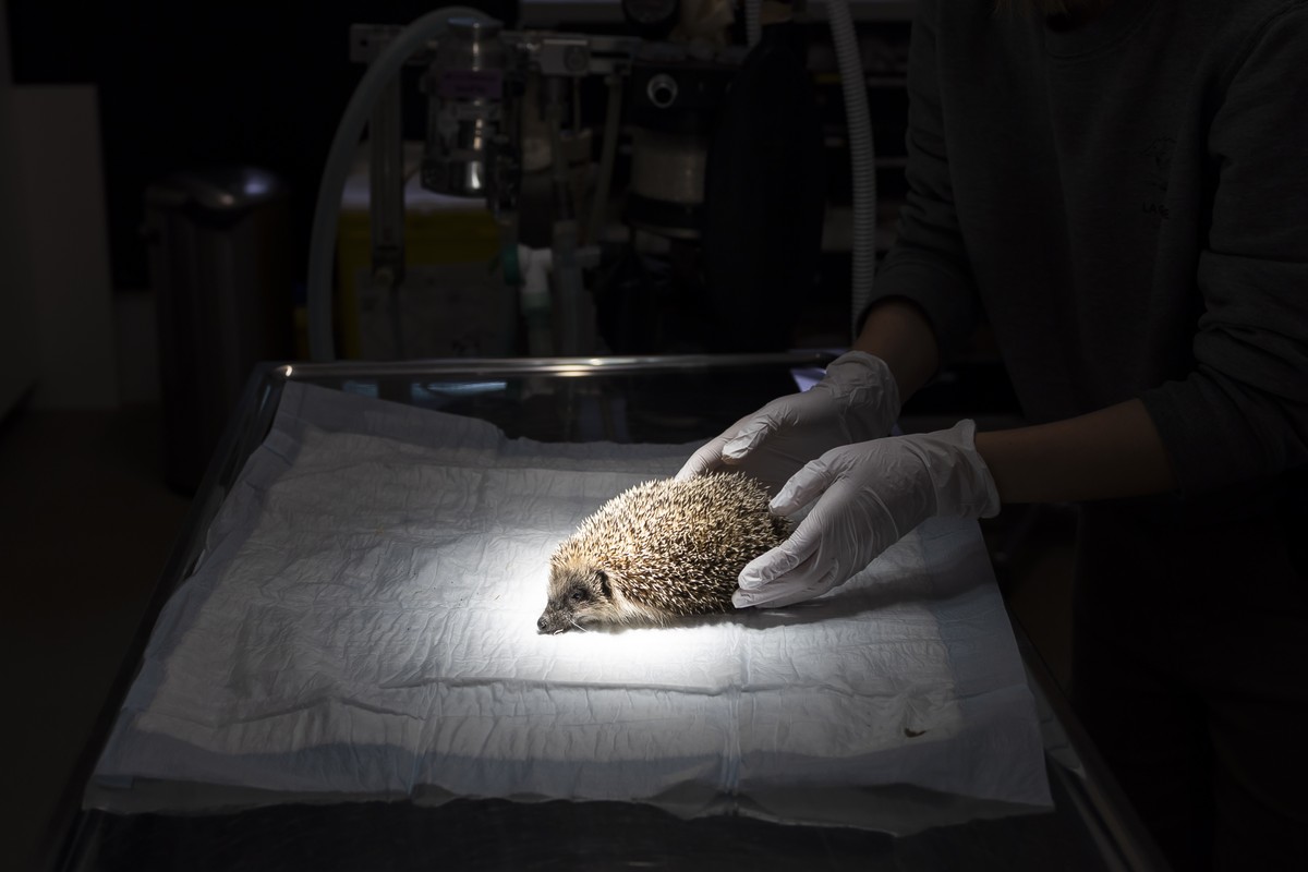 KEYPIX - Lena Chauvin, assistante veterinaire, prodigue des soins a un herisson ce mercredi 26 novembre 2025 au centre de soins du parc animalier de La Garenne a Le Vaud. (KEYSTONE/Cyril Zingaro)