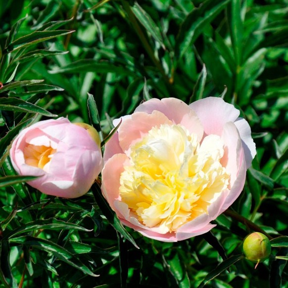 Pfingstrose (Paeonia lactiflora)
