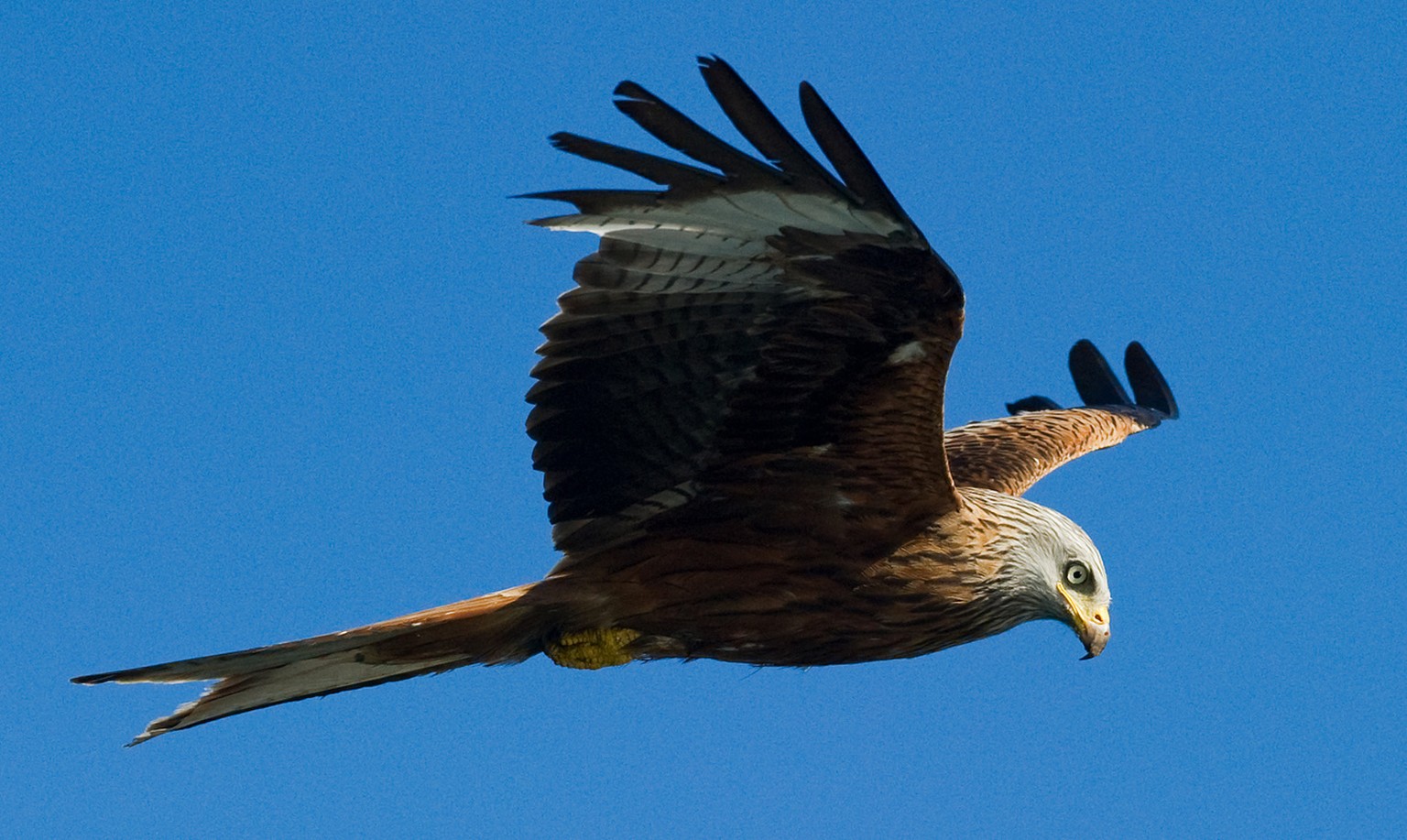 Rotmilan In Der Schweiz Wie Sich Der Vogel In Der Schweiz Ausbreitete Watson