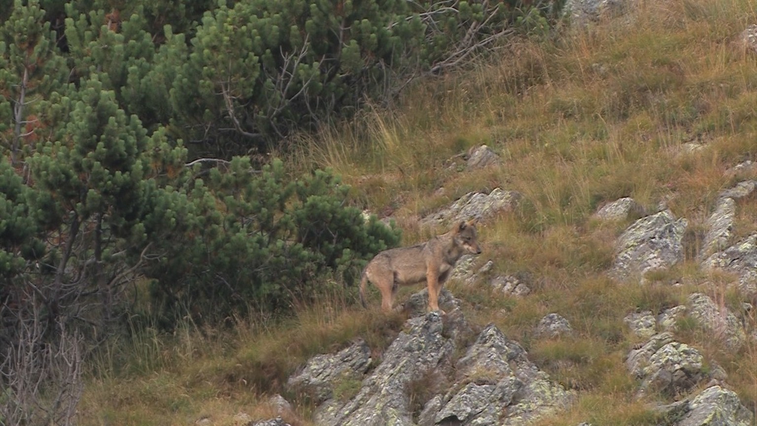 Männlicher Wolf auf einem Felsen.