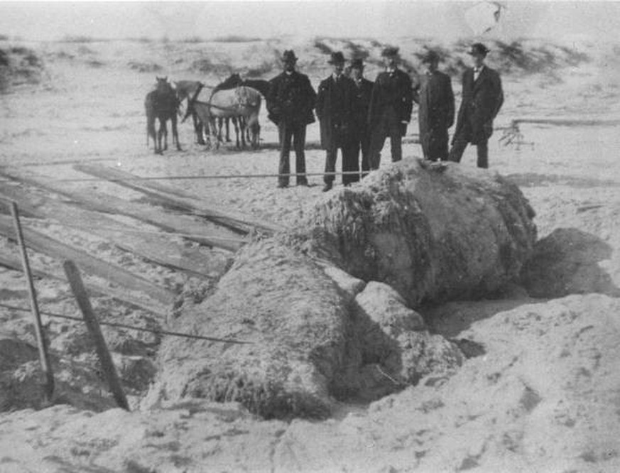 St. Augustine Monster