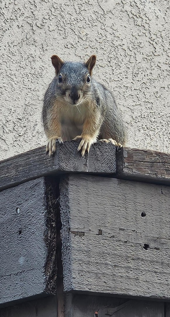 cute news tier eichhörnchen

https://www.reddit.com/r/squirrels/comments/1hbnfrh/had_no_idea_this_community_existed/
