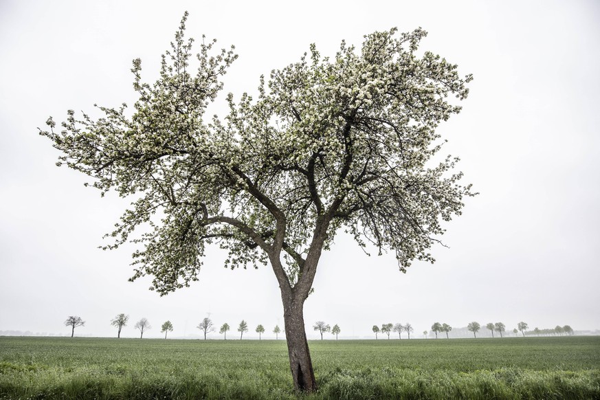 Verregneter Frühling: Wie schon im April ist das Wetter auch im Mai deutlich kälter als in anderen Jahren.