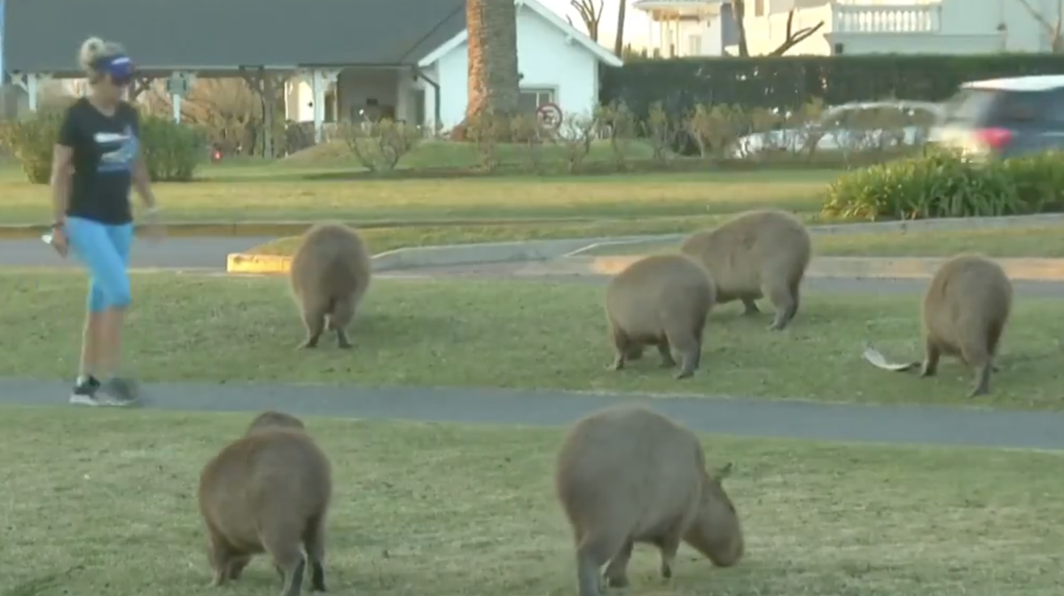 Capybaras, so weit das Auge reicht.