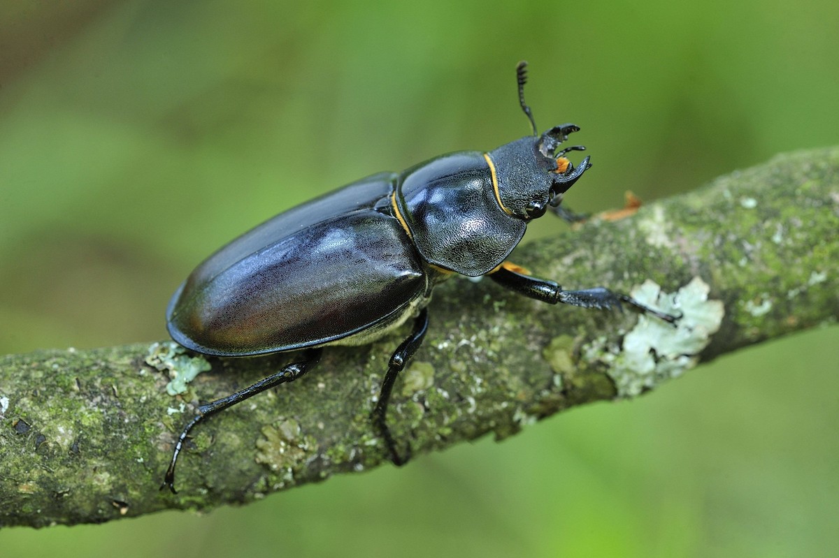 Stag Beetle female Switzerland PUBLICATIONxINxGERxSUIxAUTxONLY Copyright: ThomasxMarent 10989772