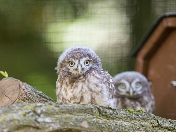 Im Zoo Basel sind zwei junge Steinkäuze geschlüpft.