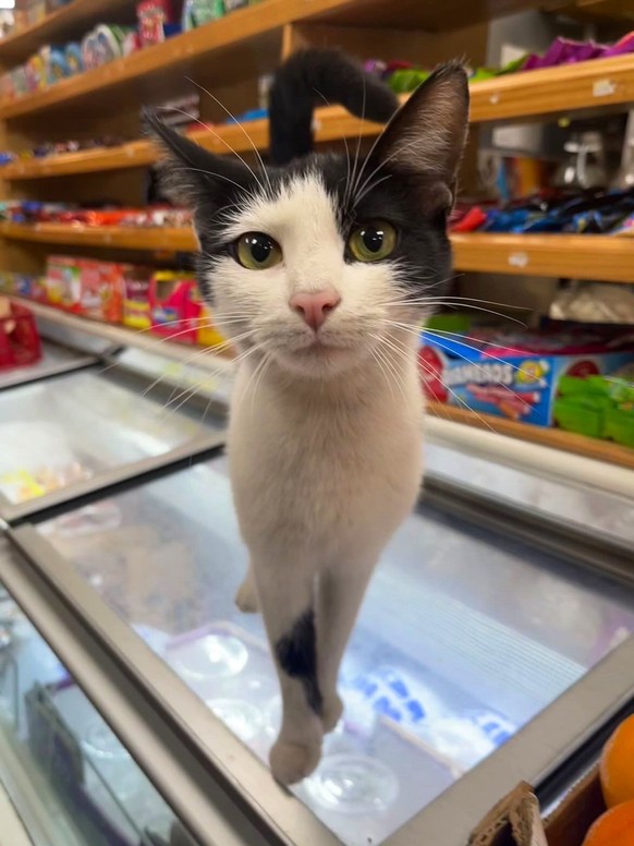 cute news tier katze

https://ch.pinterest.com/pin/1121888957199472455/