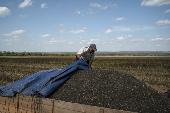A driver uses a tarp to cover the back of his truck loaded with seeds during sunflower harvesting on a field in Donetsk region, eastern Ukraine, Friday, Sept. 9, 2022. Agriculture is a critical part o ...