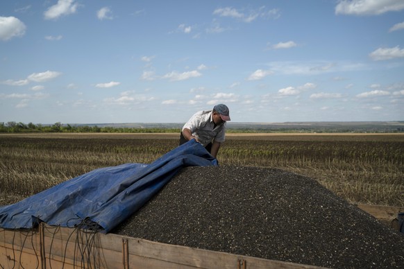 A driver uses a tarp to cover the back of his truck loaded with seeds during sunflower harvesting on a field in Donetsk region, eastern Ukraine, Friday, Sept. 9, 2022. Agriculture is a critical part o ...
