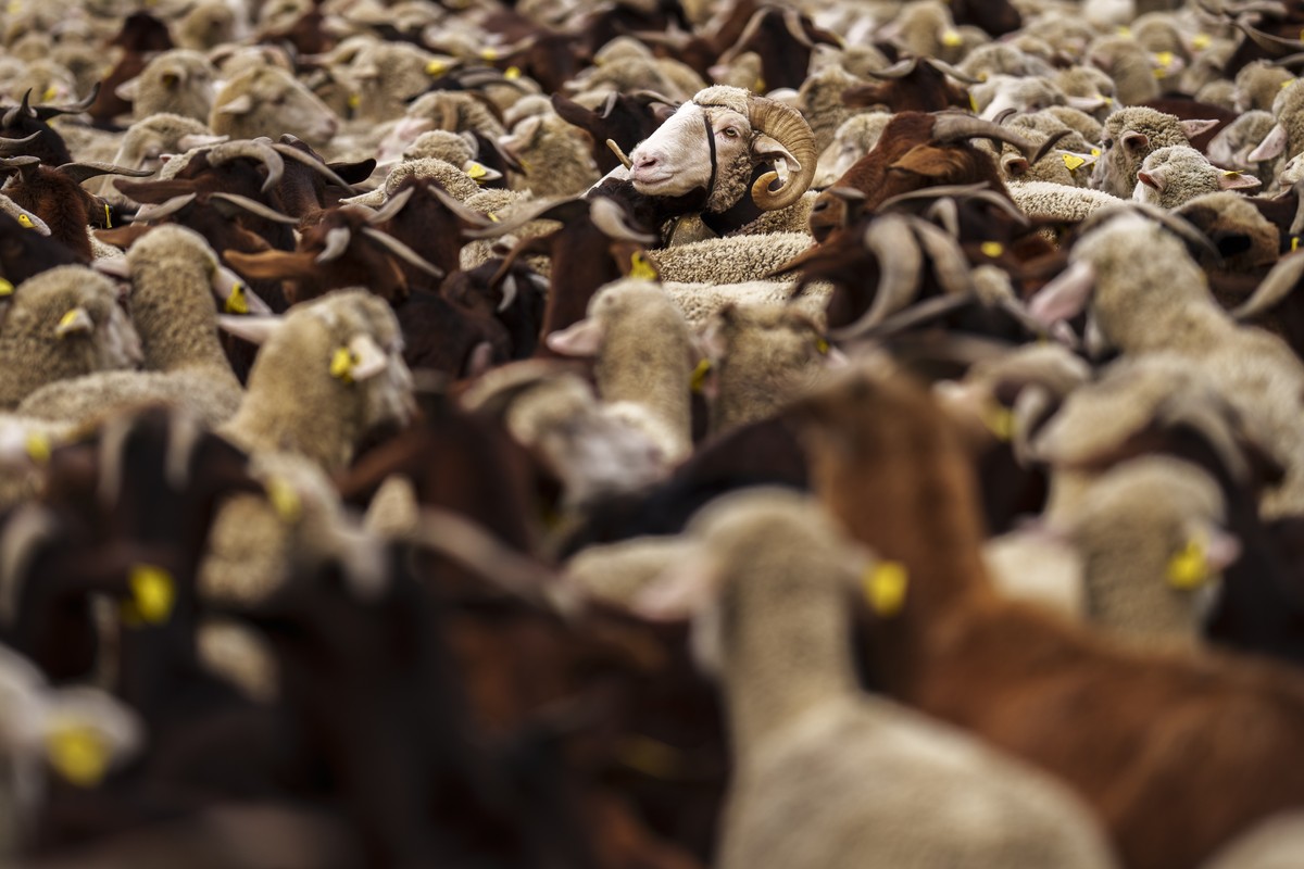 A heard of sheep are guided through central Madrid, Spain, Sunday, Oct. 22, 2023. Shepherds guided sheep through the Madrid streets in defence of ancient grazing and migration rights that seem increas ...