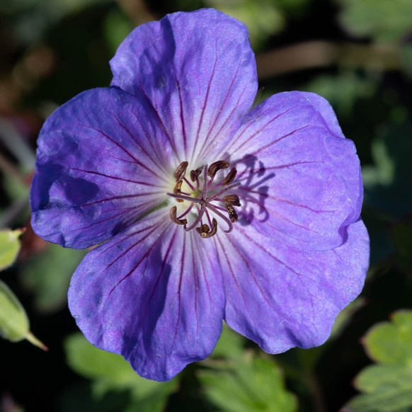 Garten-Storchschnabel (Geranium wallichianum 'Rozanne')
