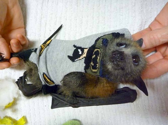 Flughund Batman
Cute News
https://www.reddit.com/r/aww/comments/27le9j/baby_bat_in_a_batman_sock_used_to_protect_his/