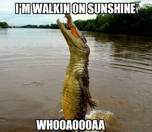 Krokodil Walkin on sunshine

http://www.memes.com/img/104499